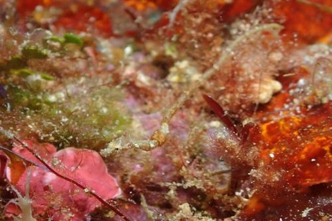 ヨウジウオ科の1種