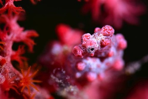 Hippocampus bargibanti