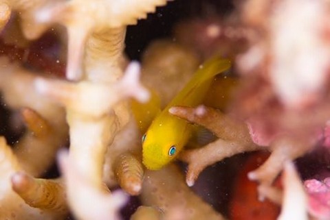 アカネダルマハゼ