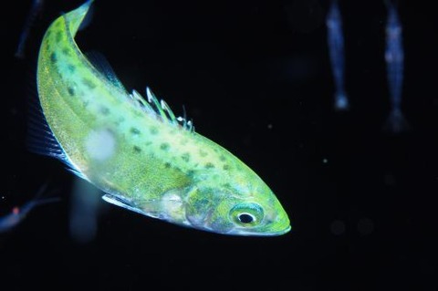 刺激的な水中生物