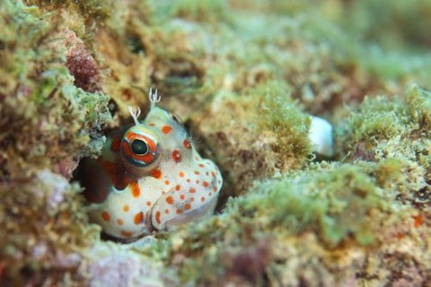 モンツキカエルウオ