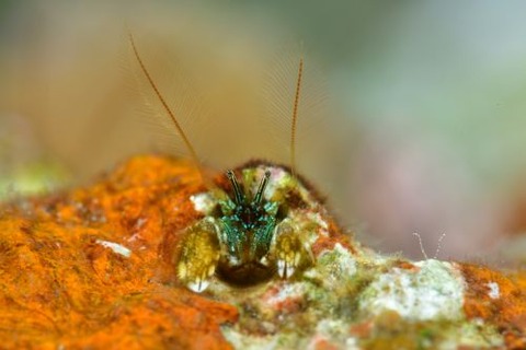 カンザシヤドカリ属の1種