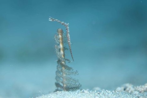 トガリモエビ属の1種