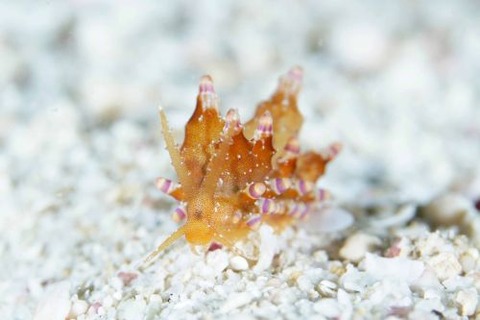 ホリミノウミウシ属の1種