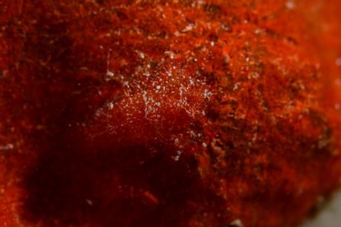 ヂェラストカリス・パロンアェ