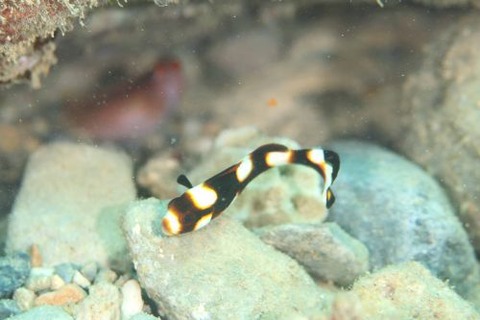 ムスジコショウダイ