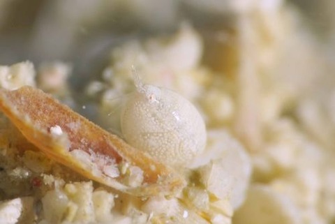 オキナワホテイヨコエビ