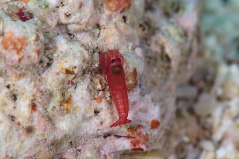 テッポウエビ科の1種