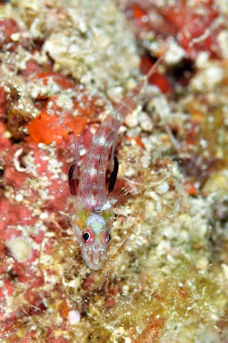 カスリヘビギンポ