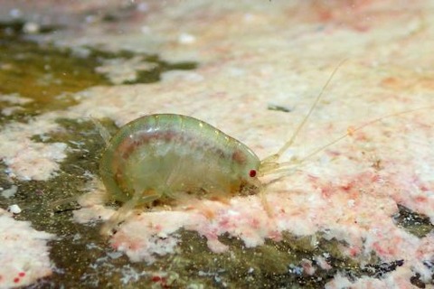 ヨコエビのなかま