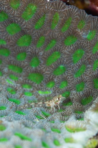 ヘビギンポ科の1種