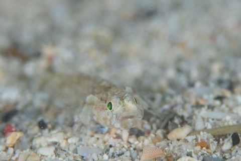 ヨリメハゼ属の1種