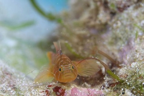 シライトベンケイハゼ