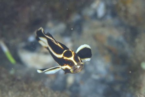 ヒレグロコショウダイ