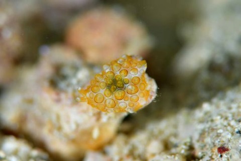 ゼニガタフシエラガイ