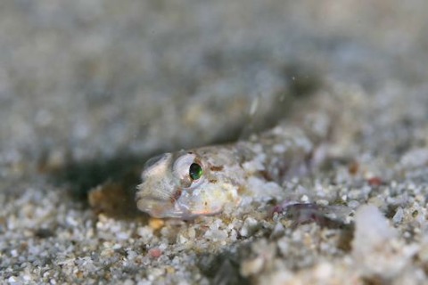 ヨリメハゼ属の1種