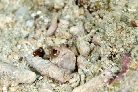 ホシカゲアゴアマダイ