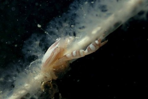 ウミシャボテンカニダマシ