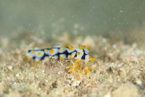 クロエリナマコ