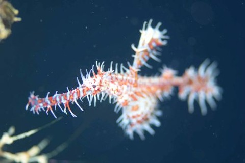 ニシキフウライウオ