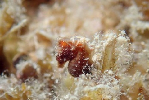 Hippocampus severnsi