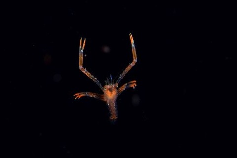 刺激的な水中生物