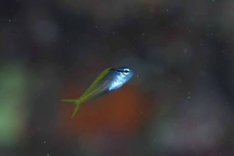 オウゴンニジギンポ