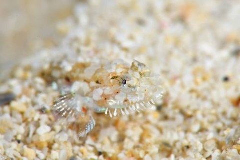 ヒゲモジャハゼ