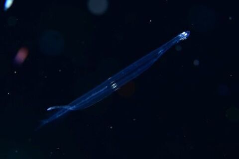 刺激的な水中生物