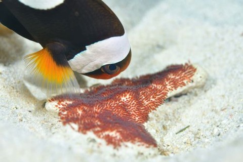 トウアカクマノミ