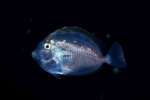 刺激的な水中生物