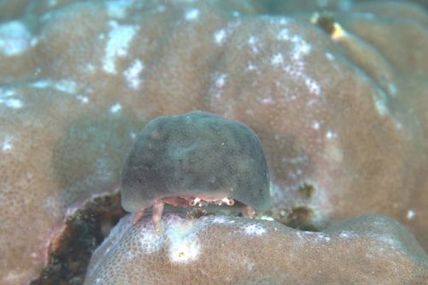 カイカムリ科の1種