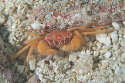 ケブカガニ科の1種