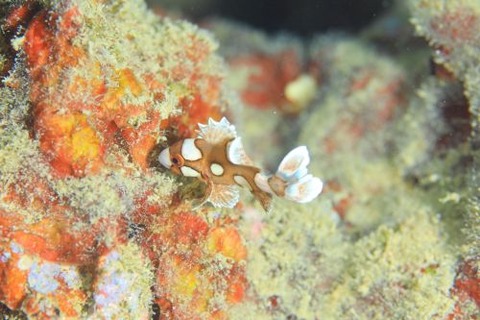 チョウチョウコショウダイ