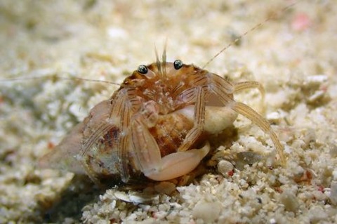 Pagurixus maorus