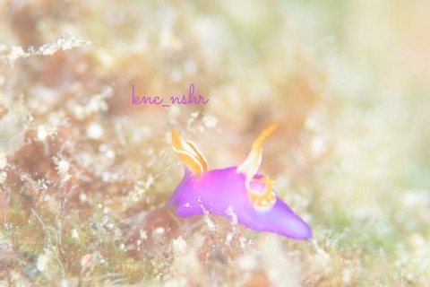 ムラサキウミコチョウ