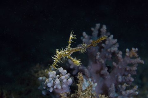 ニシキフウライウオ