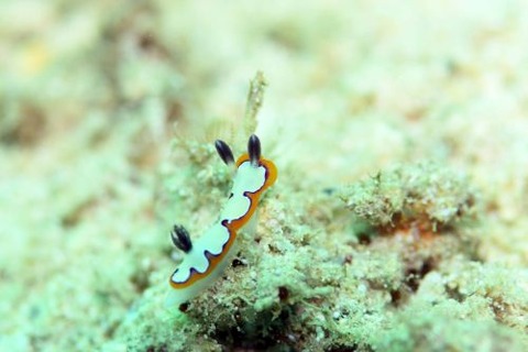 フジナミウミウシ