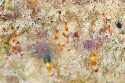 バイオレットボクサーシュリンプ