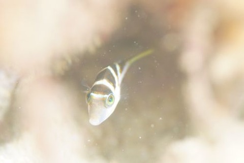 ハナキンチャクフグ