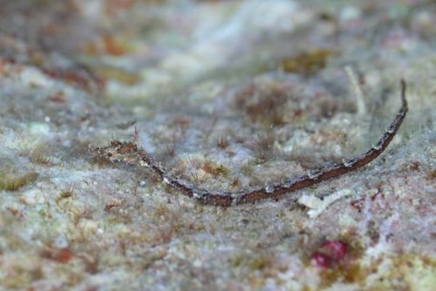 ノコギリウミヤッコ