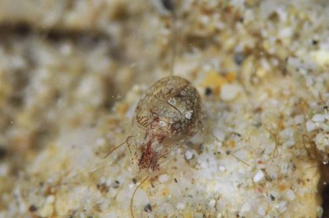 ブドウガイ科の1種