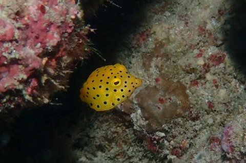 ミナミハコフグ