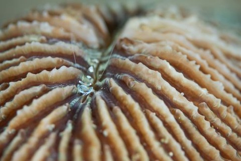 オドリカクレエビ