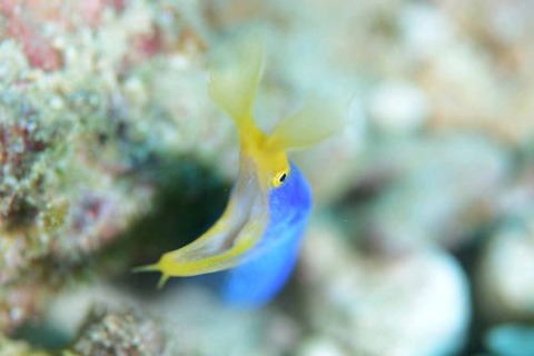 ハナヒゲウツボ