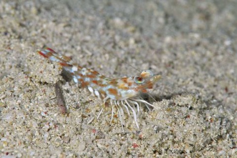 クルマエビ科の1種