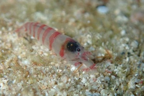 テッポウエビ科の1種