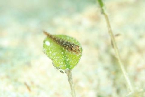 ウミショウブハゼ属の1種