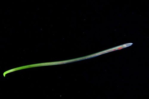 刺激的な水中生物