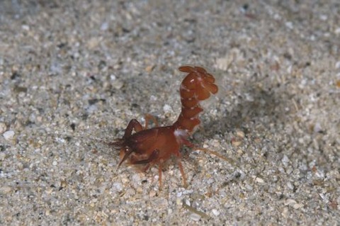 アナエビ科の１種